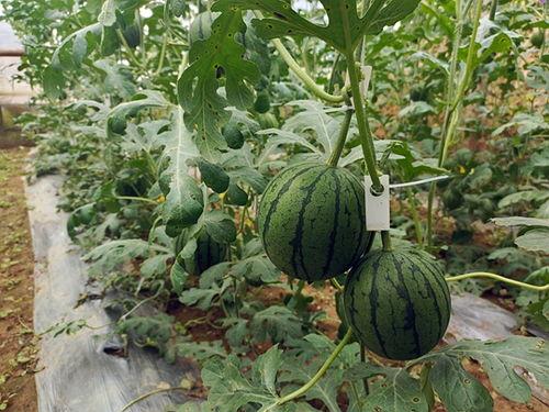 五一吃瓜今日吃瓜热门大瓜黑料,热门大瓜黑料盘点